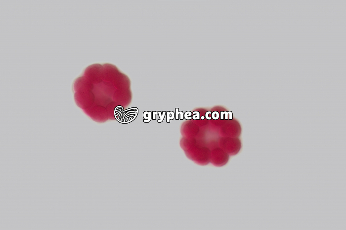 Oursin - embryologie - embryons de type morula x100 - gryphea.com